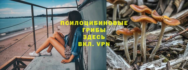 ГАЛЛЮЦИНОГЕННЫЕ ГРИБЫ Бородино